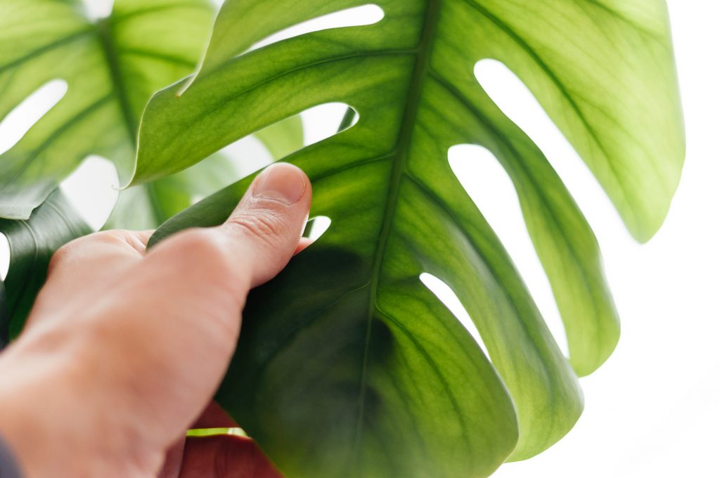 A hand touching a leaf of a potted monstera indoor plant