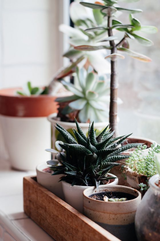 Collection of small potted indoor plants in a wooden tray on a window sill