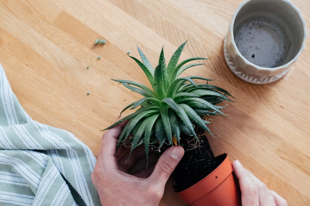 A indoor plant being repotted on a wooden table